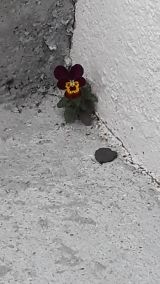 Violet emerges from concrete